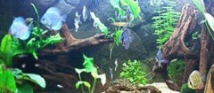 aquarios-e-peixes-no-jardim-paulista-1433360795
