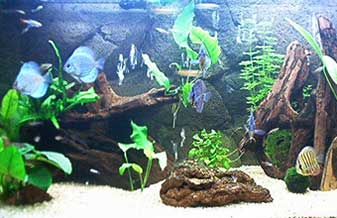 Eco Marine Aquários E Peixes Ornamentais - Foto 1