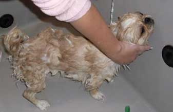 Amigo & Amigo Clínica Veterinária - Foto 1