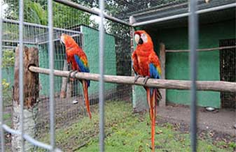 Poseidon Aquários E Animais - Foto 1