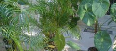 plantas-ornamentais-no-jardim-paulista-1433441159