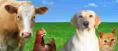 produtos-veterinarios-no-jardim-paulista-1433364298