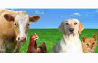 Country Pet Shop - Foto 1